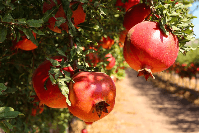 عکس میوه