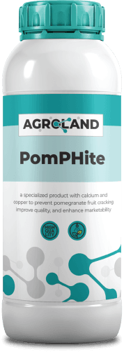pomphite-1738144772524-287815667