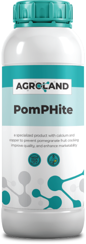 pomphite-1738144772524-287815667